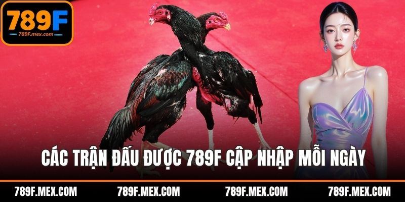 Các trận đấu được 789F cập nhập mỗi ngày
