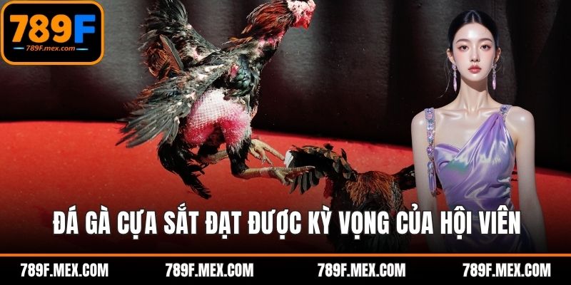 Đá gà cựa sắt đạt được kỳ vọng của hội viên